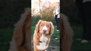 Nova scotia duck tolling retriever [upl. by Anivek]