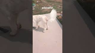 adorable dog cute funny cutedog labradoodles [upl. by Alaine323]