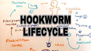 Hookworm infection  Lifecycle of hookworm  easy explaination [upl. by Analli]