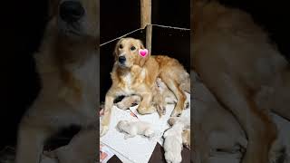 🐻 Puppies are born Teddy retriever puppies are HERE 💗✨️ retriever mix viral newborn mix puppies [upl. by Nutsud259]