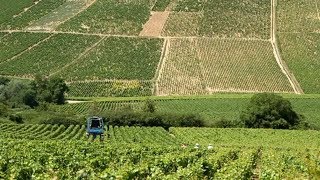 Chablis France • Private Wine Tasting and Tour of Chablis [upl. by Yrehcaz]