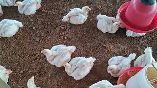 Winter Chicken Farming  26 day old chicks  Broiler Farming Poultry Farming [upl. by Shimberg]