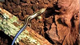 Amazing Blue Tailed Lizard Five Lined Skink Eats From My Hand [upl. by Nnayt]