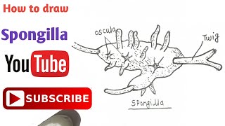 How to draw Spongilla Diagram  स्पंजिला का चित्र  Phylum Porifera  Zoology spongilla porifera [upl. by Marybella]