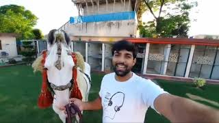 Finally Horse Aya Ghr ❤ Bohat He Masoom Or Cute 😘viralvideo [upl. by Auka58]