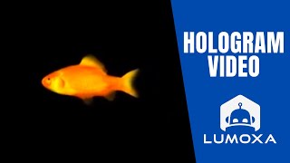 GOLDFISH  3D Animation for hologram  hélice holographique [upl. by Isaiah446]