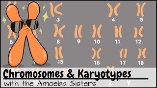 Chromosomes and Karyotypes [upl. by Katuscha396]