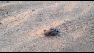 caretta caretta birthhatcing sea turtle Greece  Messinia [upl. by Metabel]