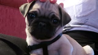 MOPSHOND PUPPY  Weekvlog [upl. by Ormsby]