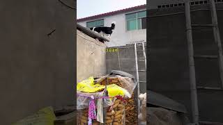 The black and white cat has found another way to get on the roof Daily records of cute pets Th [upl. by Annahsor]