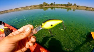 Como Pescar en Aguas Verdes  Señuelos y Técnicas comprobadas [upl. by Nlycaj]