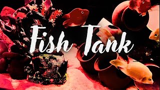 THE BEAUTY OF MY HOME FISH TANK  RELAX AND ENJOY  FISH TANK  FISH TANK SETUP fishing fishtank [upl. by Eenhat]