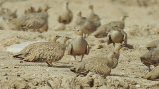 SPOTTED SANDGROUSE 1 [upl. by Airehs]