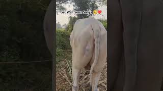 Get Well Soon Sonya 🥺❤️ trending दिवाळी2023 bull royalशेतकरी cow viralvideo animals शेतकरी [upl. by Eidoc]