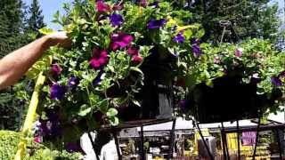 All you need to know about watering hanging baskets [upl. by Giorgia79]