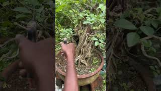 Murraya Paniculata Bonsai Tree  Bonsai  Sani Bonsai Zone bonsaitree [upl. by Anairad]