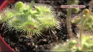 Carnivorous Plant Drosera Glanduligera Use Tentacles To Capture Insect [upl. by Elda955]