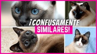 5 Razas de Gatos Confusamente Similares al Gato Siamés [upl. by Ylrbmik540]