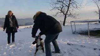 Spaß für Mensch und Hund  Entlebucher Sennenhund [upl. by Anit]