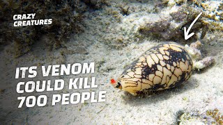 You Won’t Believe What the Most Venomous Animal in the World Is [upl. by Cartwell360]