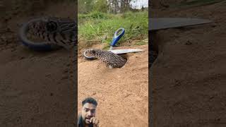 Snake catching snake easytrap reptiles animals handtrap wildlife nature snakevideo shorts [upl. by Anirbac227]