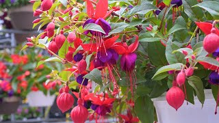 Hanging Baskets for Summer Blooms in Sun and Shade [upl. by Jennings]