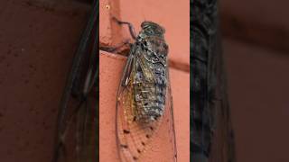 Cicada Sound Cicada insect close up shot [upl. by Esilana977]