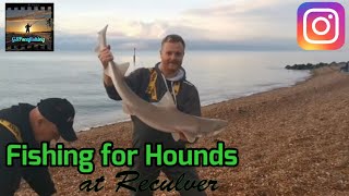 Sea Fishing UK  Reculver Kent  An Evening Session For Hounds [upl. by Yekcor204]