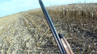 South Dakota Pheasant Hunting\Garden Hills [upl. by Nahtanohj299]