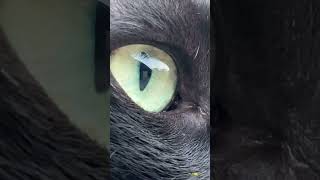 Eyes of a cat Mesmerizing cat catvideos [upl. by Disario]