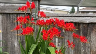 Hummingbird amp Blooms Crocosmia  July 8 [upl. by Cally]