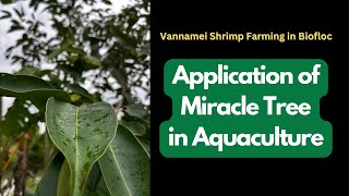 Vannamei Shrimp Farming in Biofloc using FRESH Water  Application of Miracle TREE in Aquaculture [upl. by Euginom]