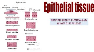 Simple squamous epithelium histology [upl. by Nage182]