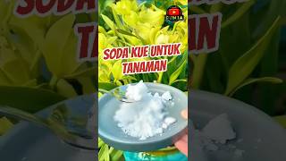 Manfaat Soda Kue untuk Tanaman [upl. by Aserehc]