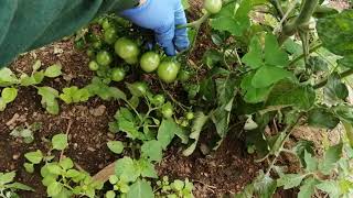 money maker tomatoes part 3 [upl. by Filia]