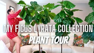 FICUS LYRATA COLLECTION  Fiddle Leaf Plant Tour  Fiddle Leaf Fig Care Tips [upl. by Casimire]