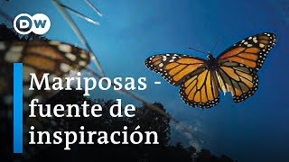 ¿Qué podemos aprender de las mariposas  DW Documental [upl. by Krell]