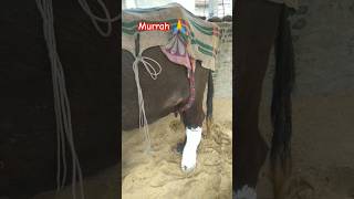 भैंस जल्दी ठीक हो जाएगी 🙏🙏 murrahcalf 5starmurrah villagelife dailyvlog shortsf shortsbuffalo [upl. by Anialed331]