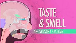 Taste amp Smell Crash Course Anatomy amp Physiology 16 [upl. by Gildus]