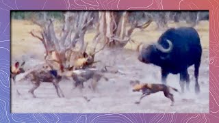 Wild Dogs vs Cape Buffalo at Water Hole [upl. by Laurie]