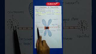 Chromosome  Difference Between Centrosome Centrioles [upl. by Colson173]