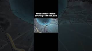 Kinesin Motor Protein Strutting on Microtubule C XVIVO Scientific Animation amp Professor Chimp [upl. by Casper212]