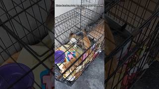 KieKie  KieKo dan Kieka fypyoutube cat shortvideo catlover kucing kitten [upl. by Kurtzman]