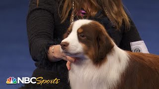 National Dog Show 2022 Herding Group Full Judging  NBC Sports [upl. by Einiffit279]