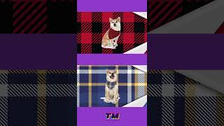 🐾 Plaid Perfection for Pets 🐶 💕 [upl. by Sunday710]