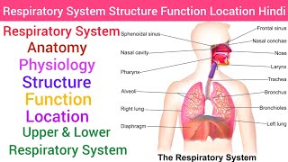 Respiratory System  Anatomy amp PhysiologyStructureFunction Hindi Upper amp Lower Respiratory System [upl. by Aizat327]