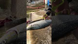 Catch much Hairtail fishes over the ground 光榮定置漁場 fresh seafood fishport [upl. by Adamek]