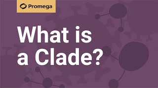 What is a Clade [upl. by Hnil810]