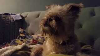 FUNNY  CUTE BRUSSELS GRIFFON DOG WATCHES DOG ON TV [upl. by Sadinoel]