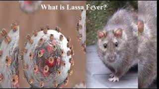 Update on Lassa Fever in FCT [upl. by Tichonn767]